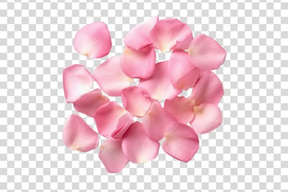 Download #116 Pink Rose Petals Isolated Element - Isolated Collection