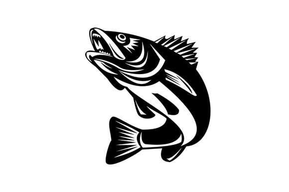Download Walleye Fish Jumping Isolated Black - Isolated Collection
